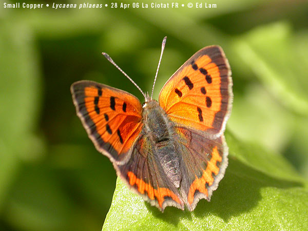 French Butterflies