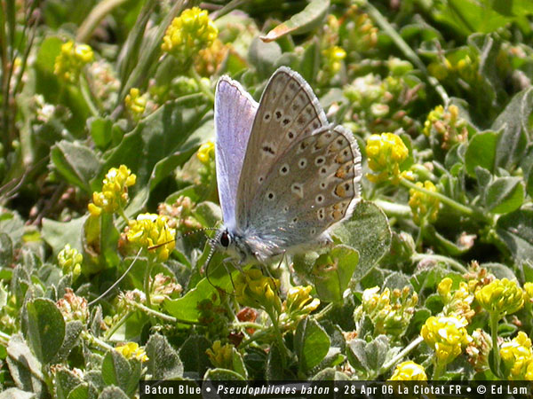 French Butterflies